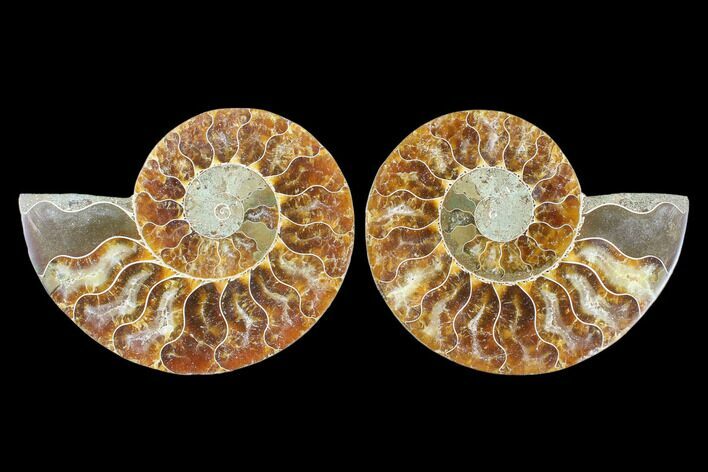 Cut & Polished Ammonite Fossil - Agatized #88227
